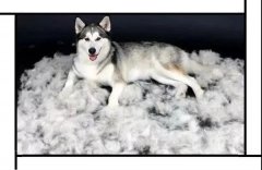 毛質(zhì)差、過(guò)度脫毛？華興重磅推出犬美毛處方糧